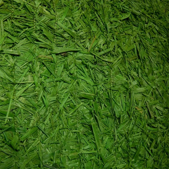 What is outlet raffia grass