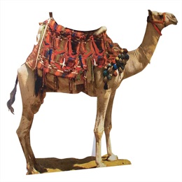Standing Camel Cardboard Standee Kit